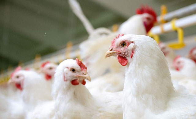 鸡平时预防疾病用什么药,养殖场里的鸡用什么药治疗