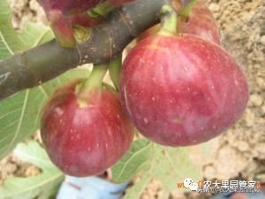 种植新品种果树苗一手货源,各种新品种果树苗木一手货源