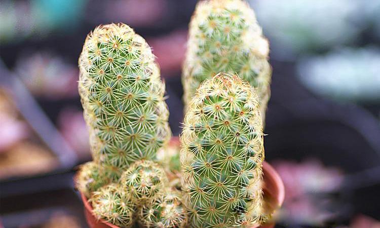 100种室内盆栽花,花卉大全500种盆栽名称