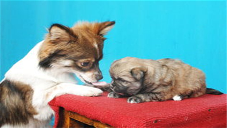 狗狗配种的4个正确方法，不错过最佳时间