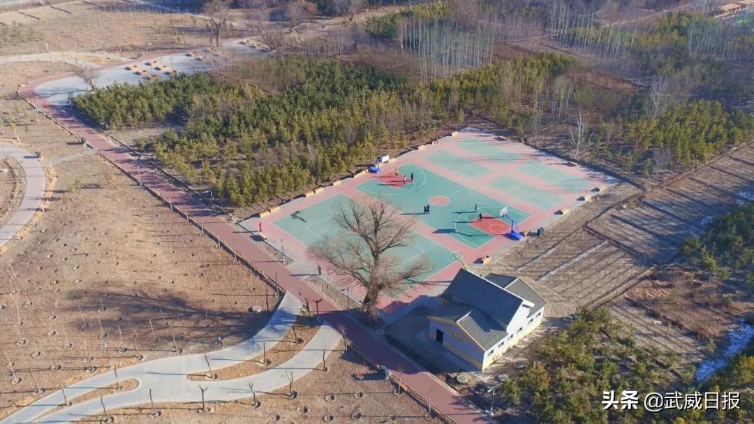 嘘！听说武威有棵树，四个人都抱不住