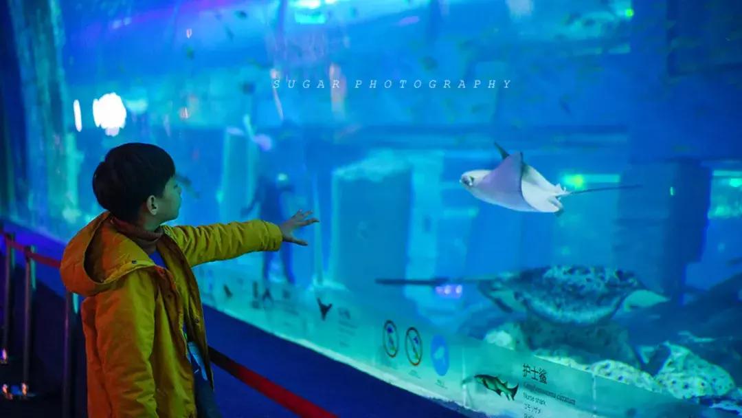 「亲子游」与万千海洋动物一起，夜宿探索极地海洋之美