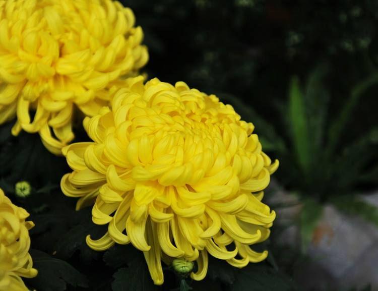 为什么有人说中国国花是牡丹,中国的国花为什么要选牡丹呢