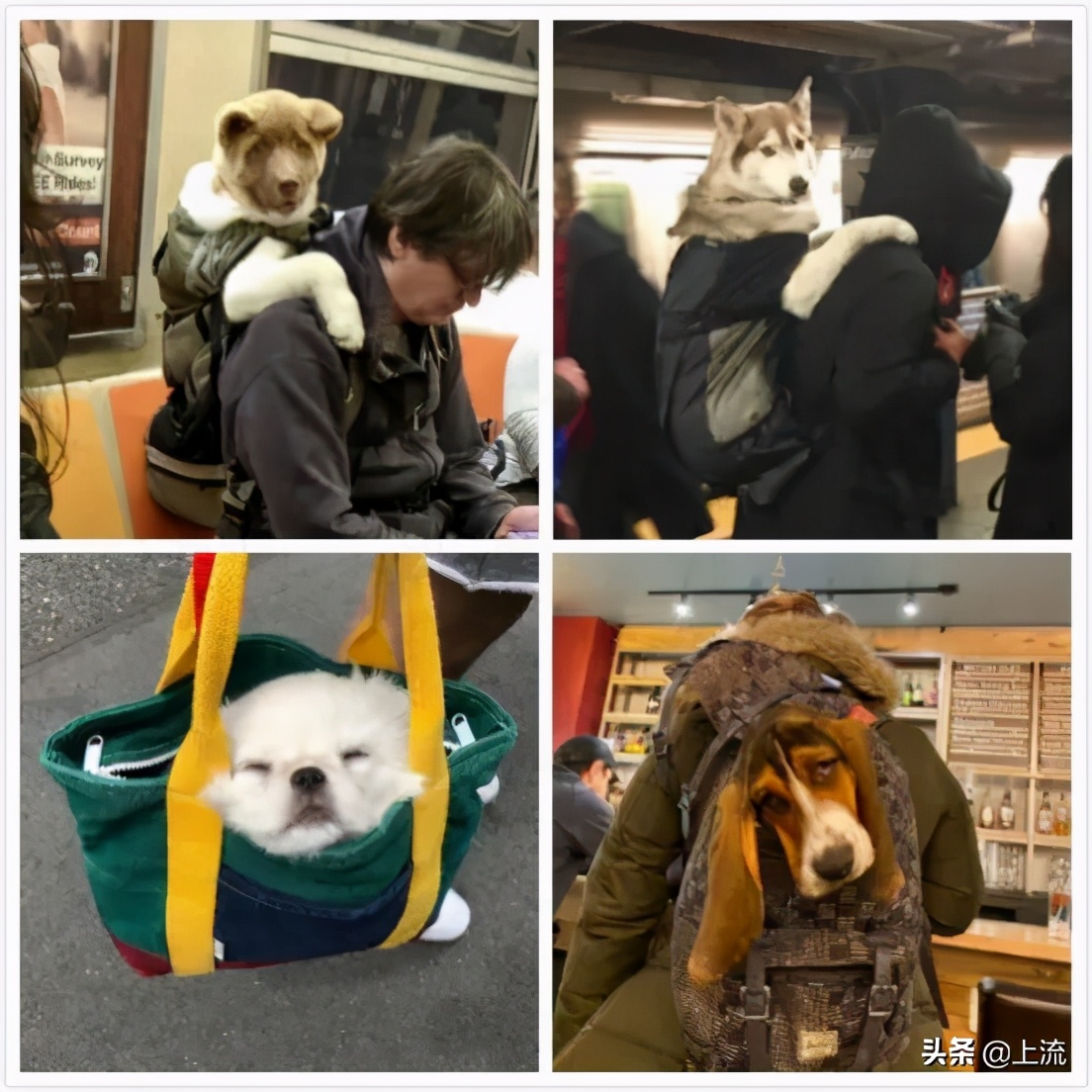 宜家袋子有多好用,宜家蓝袋子