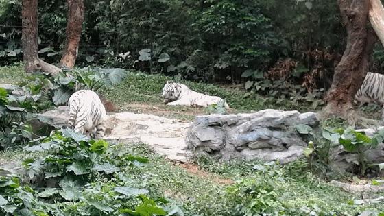 去广州长隆动物园怎么玩划算,广州长隆动物园一天最全游玩攻略