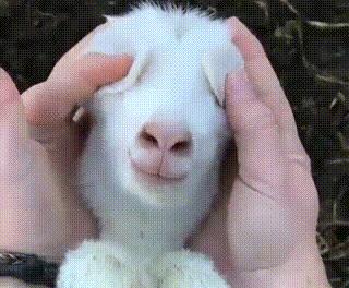 「推荐」19.9元/2罐绵羊油，全身可用，嫩回少女肌