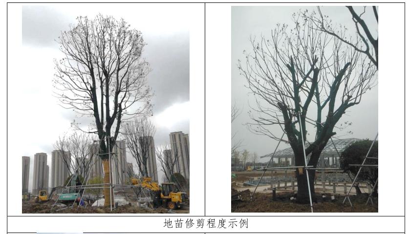 四季不落叶的风景树多少钱一棵,修树技巧风景树