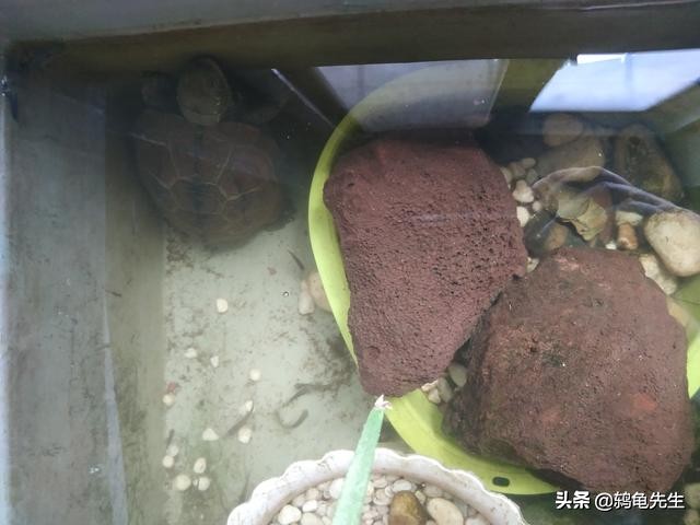 北方家里有暖气怎么让乌龟冬眠,北方冬天室内有暖气怎么养龟