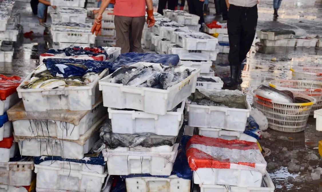 石浦马鲛鱼丸制作全过程,宁波象山石浦马鲛鱼肉丸做法