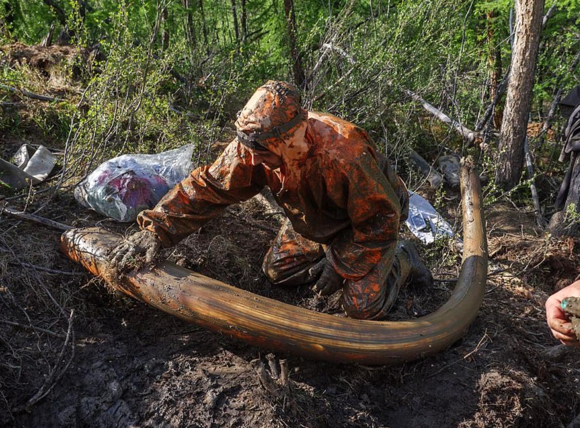 中国挖掘猛犸象牙,战斗民族挖到冰面
