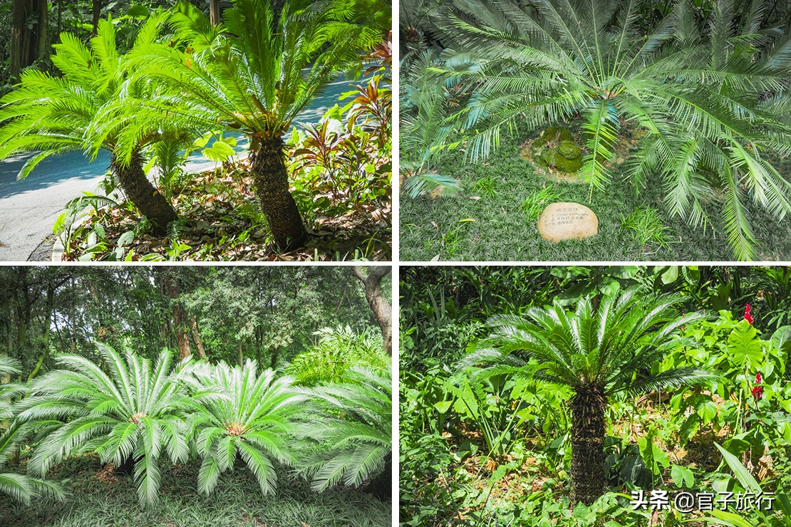 再游青秀山，看“熊猫级”国宝苏铁王，只为千年等一回的告别