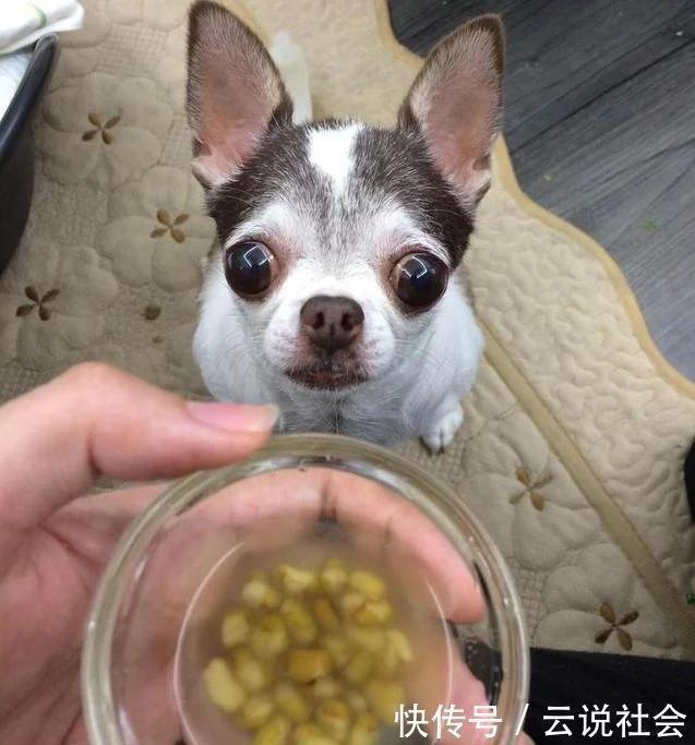 盘点狗狗被领养的瞬间,狗狗被领养后的变化