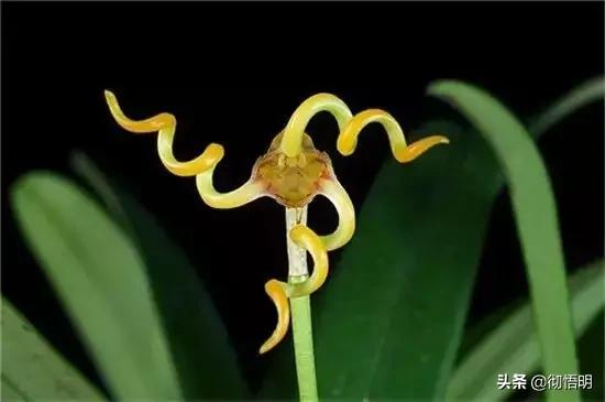 十种稀有长寿花,80个长寿花品种全都美极了