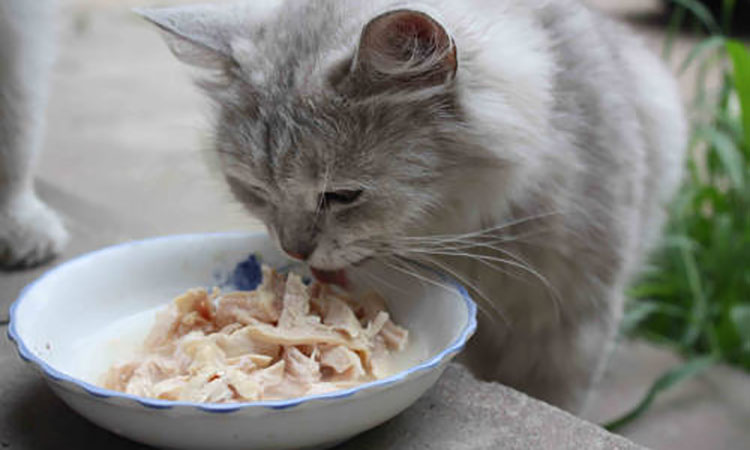 猫咪尿闭好了后尿血,猫咪尿闭好了之后又出现尿血