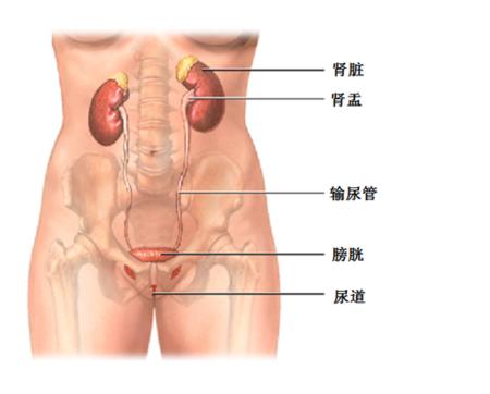 妇科尿频尿急尿不尽怎么治最有效,女性尿频尿急会影响受孕吗