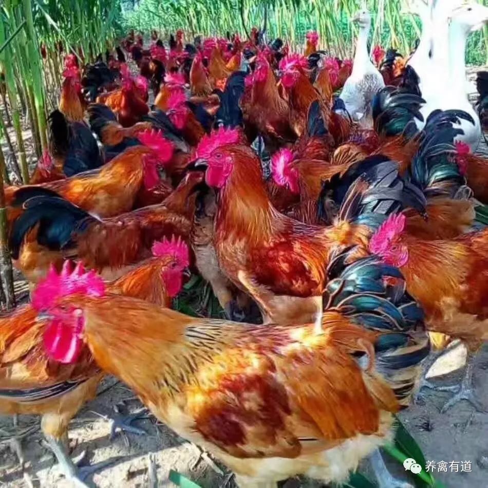 养禽与禽病防治药,养家禽一年四季喂什么药水防病