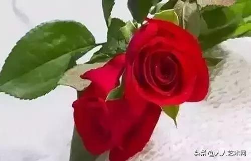 全国56市市花太美了的视频,中国56市市花图片