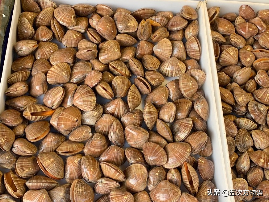 青岛红岛小蛤蜊,蛤蜊疙瘩汤青岛