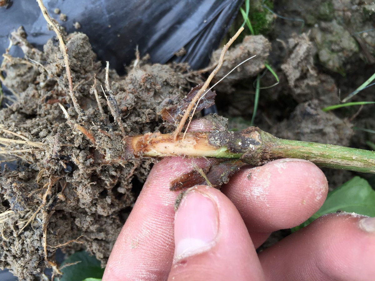 辣椒根腐病痊愈过程,辣椒根腐病立枯怎么治疗