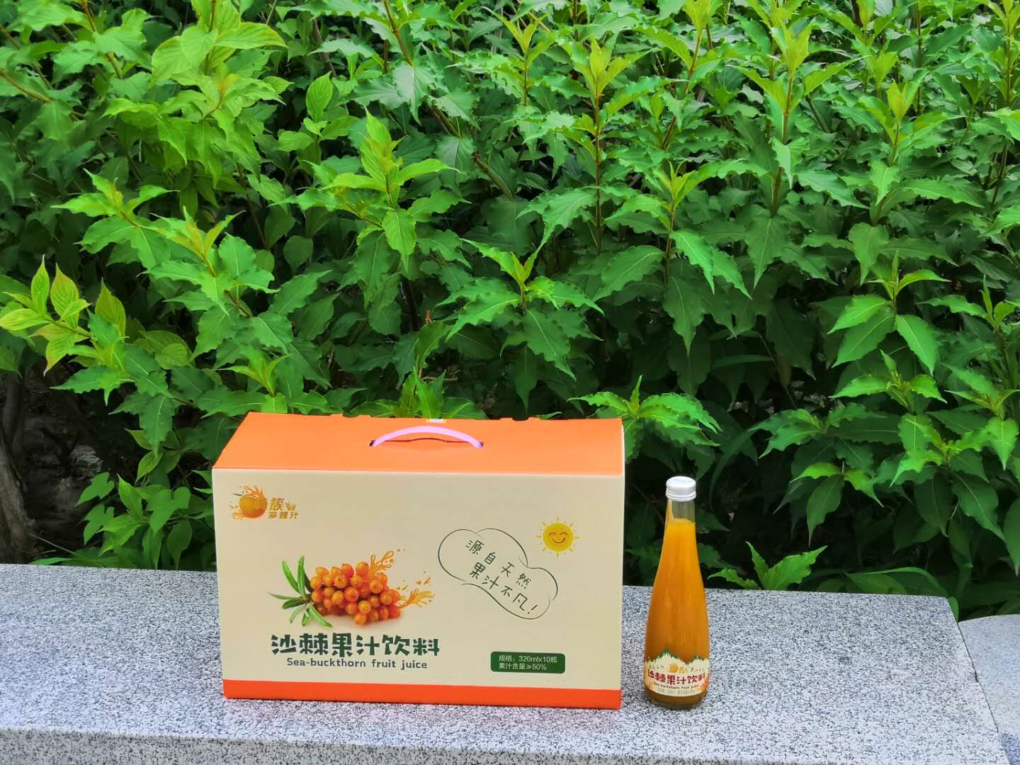 新晋养生水果之“沙棘”