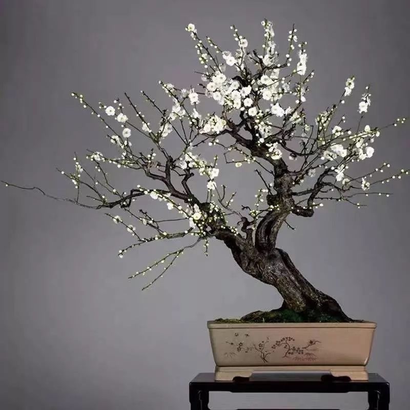 养花公认最美4种花满屋飘香,公认最好养的五种花