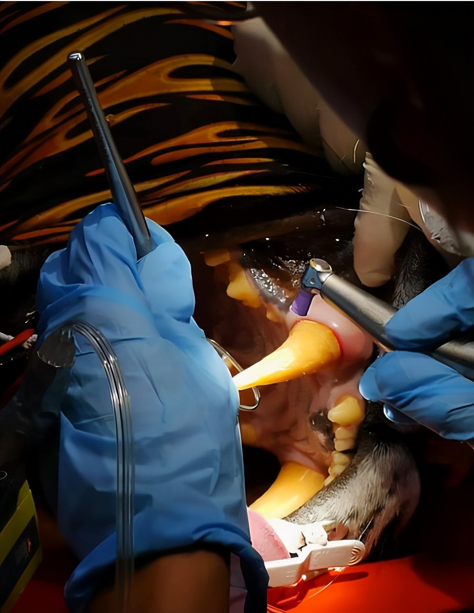6岁母虎备受牙痛折磨，牙医为它换上“金牙”后，故意张嘴炫耀