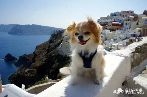 迪拜养宠物花费多少钱啊,在英国养一只狗的费用