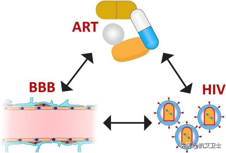 艾滋病与血脑屏障,艾滋病早期会导致血常规哪些异常