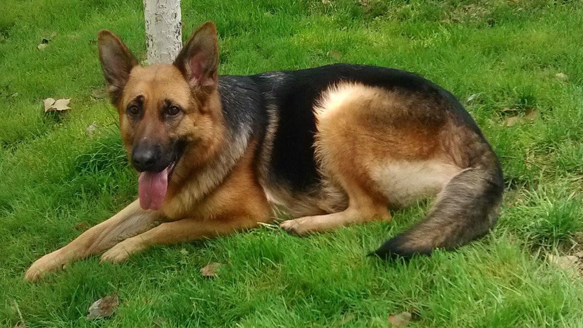 德国牧羊犬乱咬,边境牧羊犬挑食怎么办