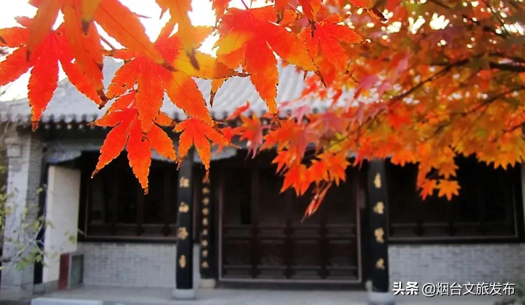 冬天蓬莱好吃的,鲜美蓬莱