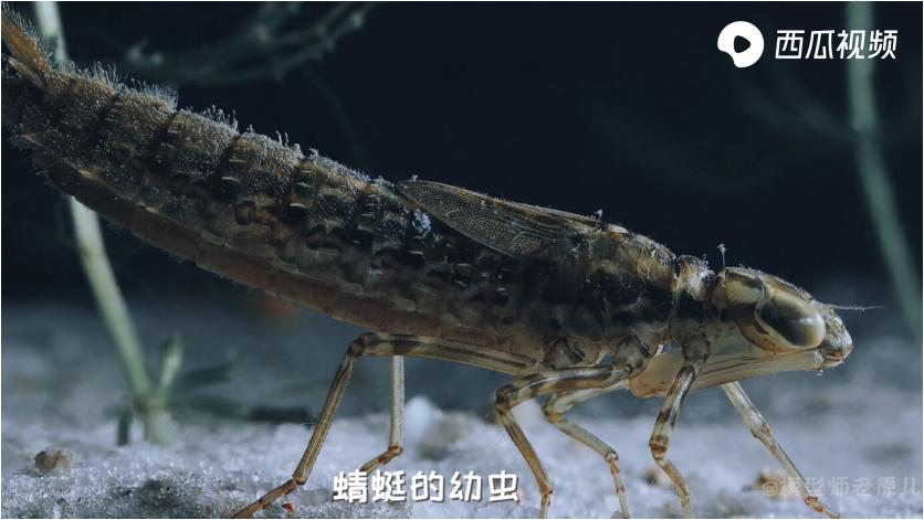 漂亮的蜻蜓其实是凶残的掠食,蜻蜓多凶残