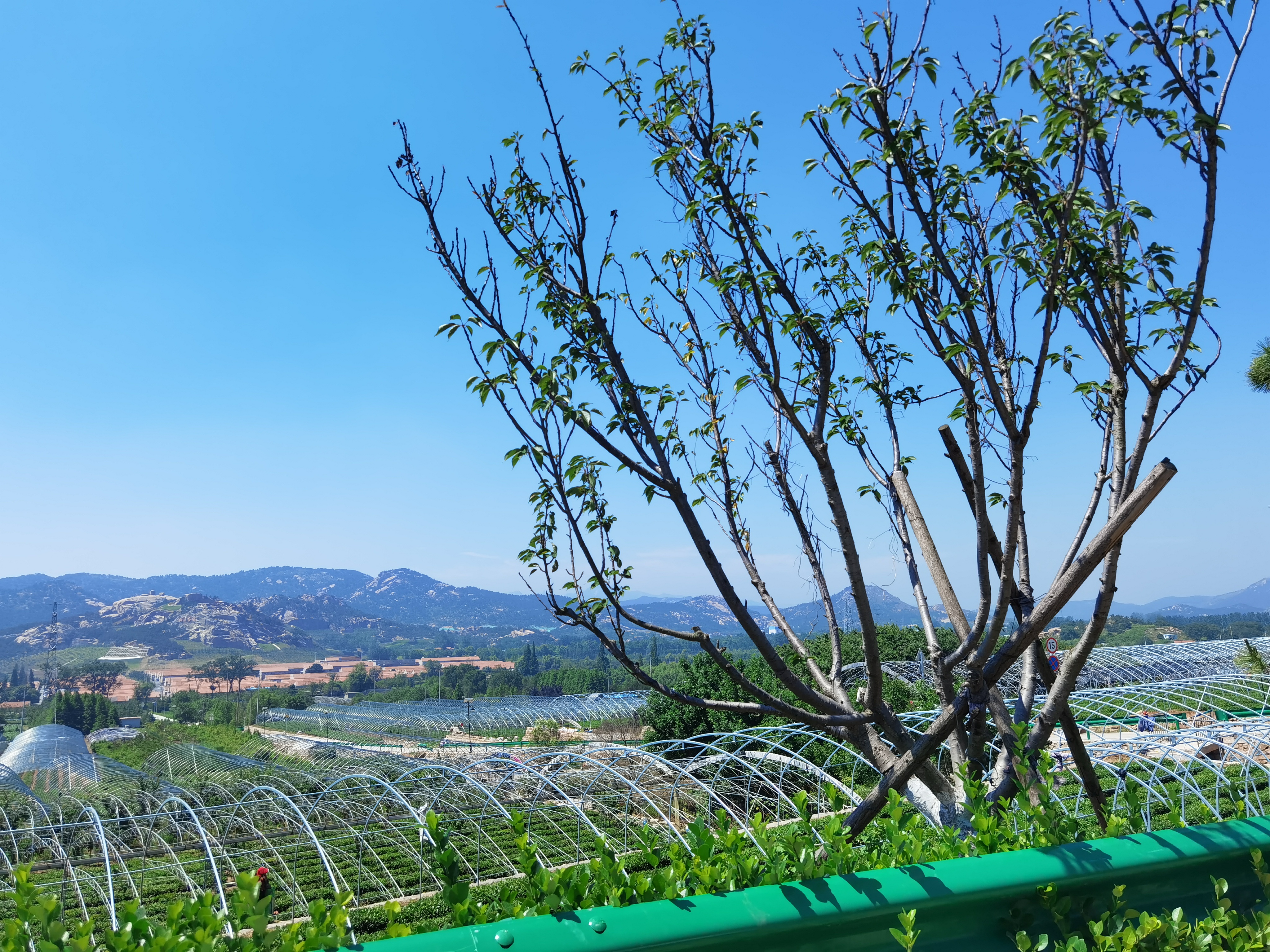 济南105个乡村振兴齐鲁样板村建成,济南乡村振兴村庄整合港沟