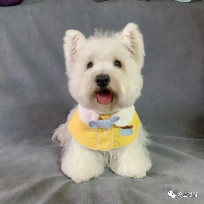 宠物新兴行业前景如何,宠物行业未来赚钱机会在哪