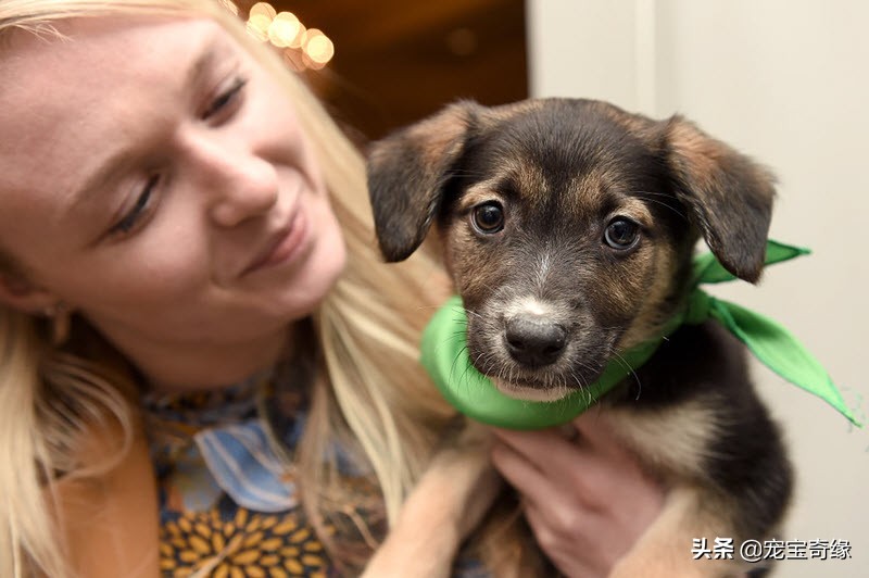 宠物全美大赛,美国奥兰多宠物展冠军
