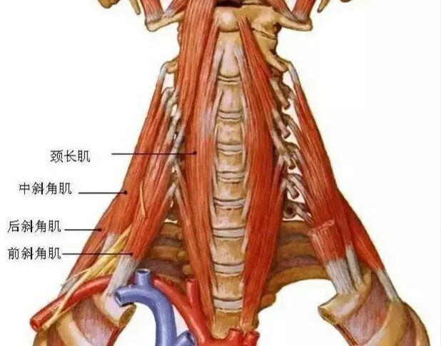 肌肉紧张？手臂发麻？你需要这套简单实用的瑜伽理疗方案