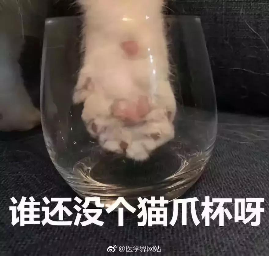 星巴克猫爪杯营销案例分析,星巴克的猫爪杯为什么火