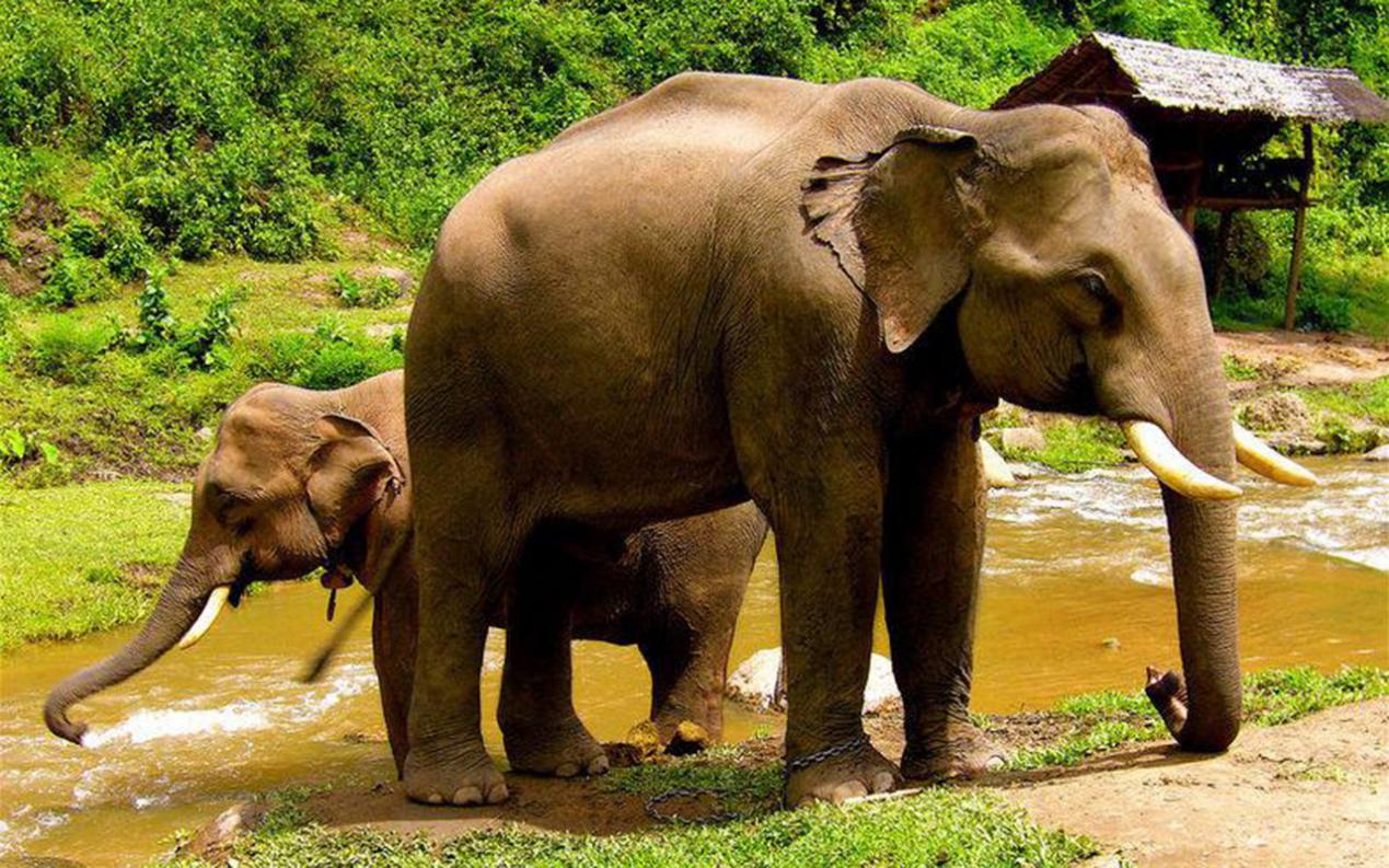 非承载式车身和承载式车身优缺点,什么是承重车身和非承重车身