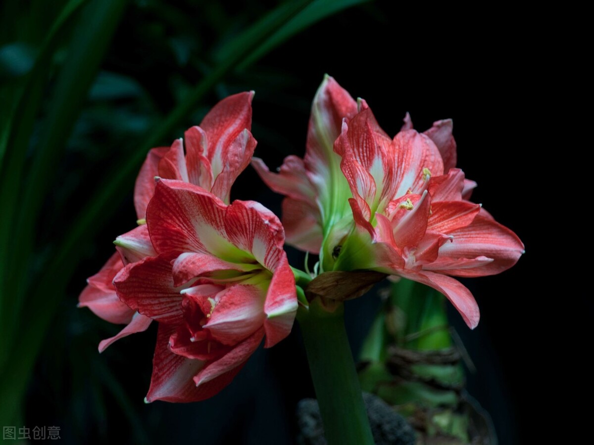 那些令人赞叹的庭院花卉,5种庭院生活方式的花卉