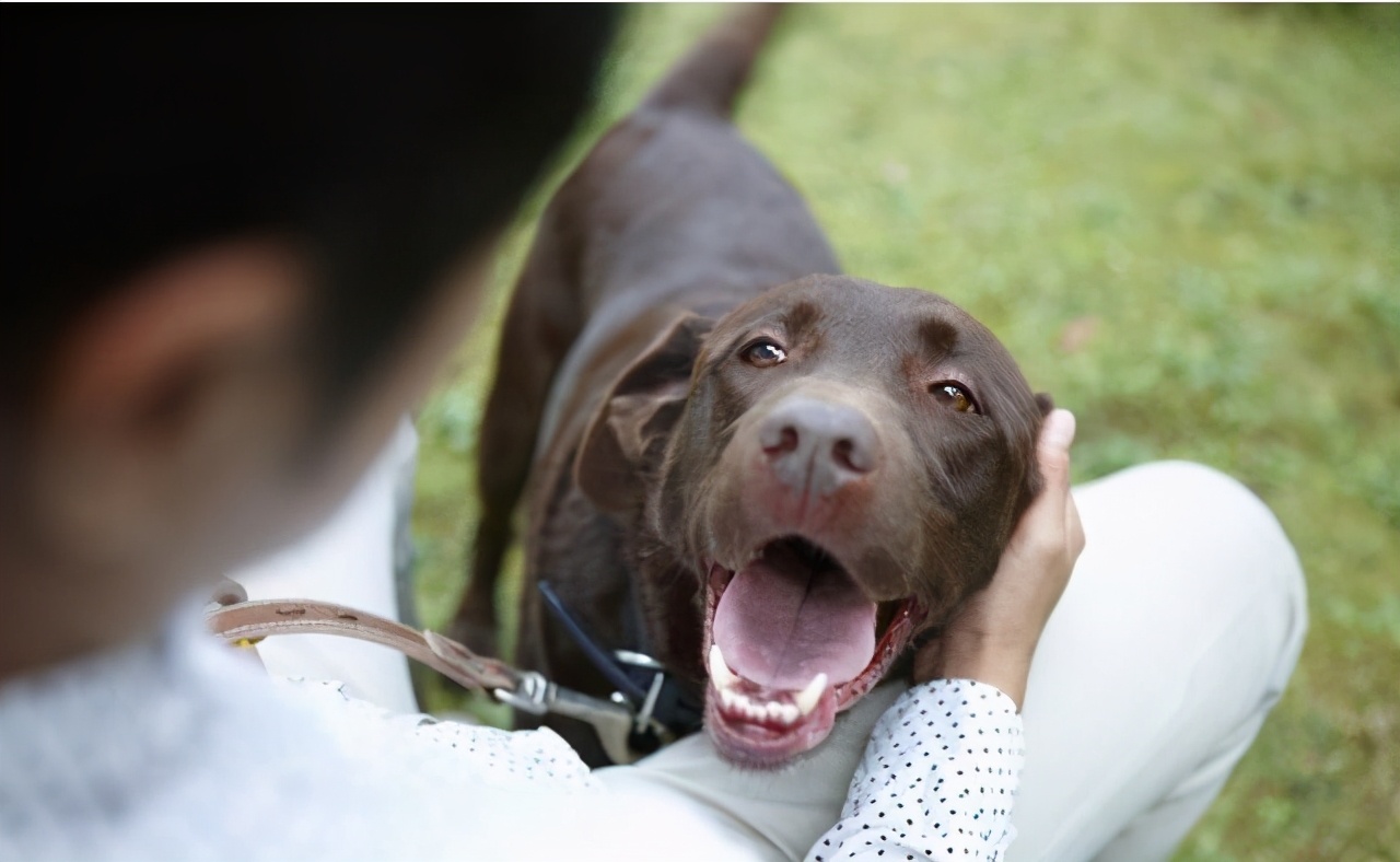 拉布拉多犬和金毛犬哪个最多,拉布拉多犬和金毛犬标准身高