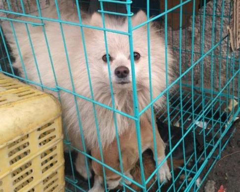 养狗铲屎官必备小妙招,铲屎官养狗注意事项