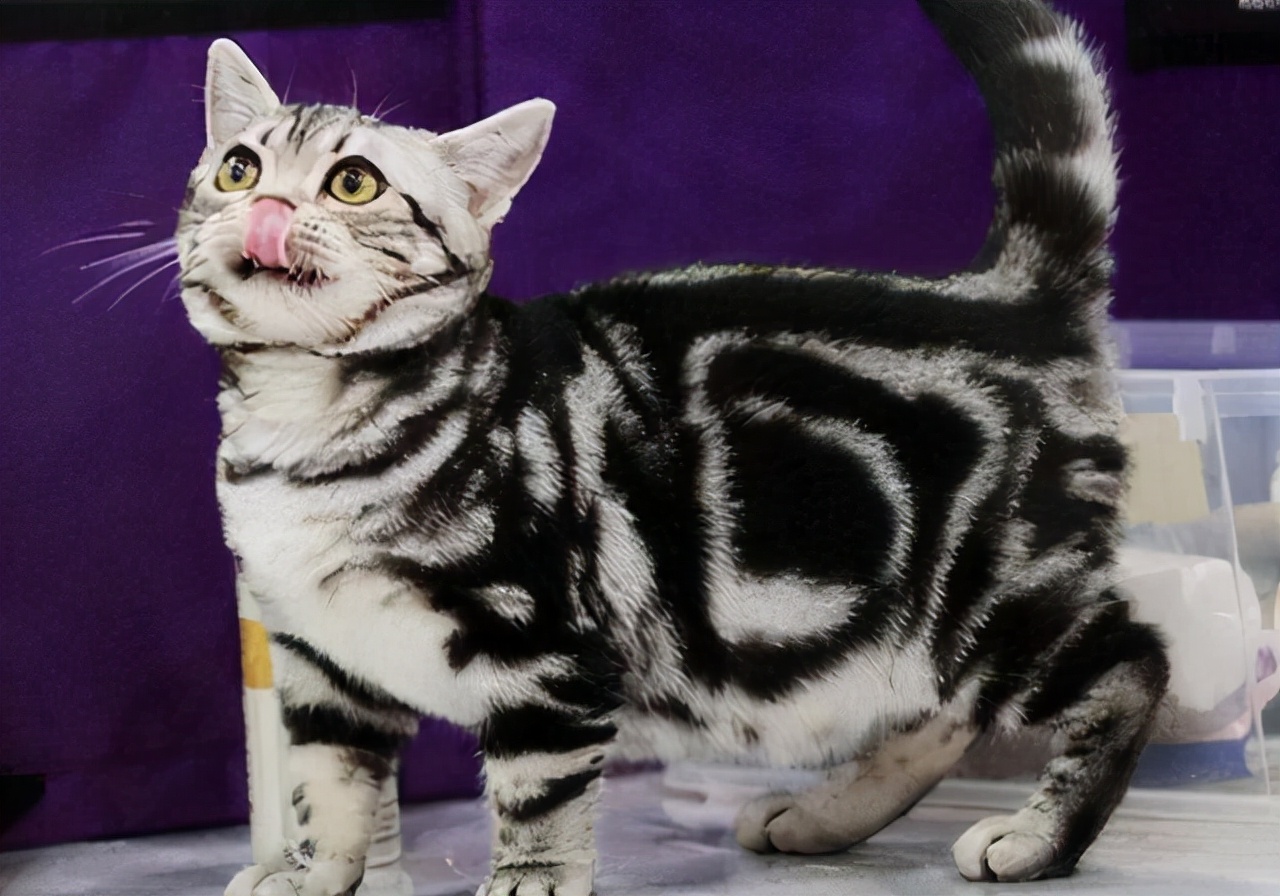 英短猫便秘拉不出来怎么办,一个月幼猫便便干硬怎么解决