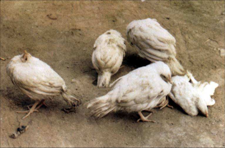 家禽禽流感的主要症状及防控措施,家禽禽流感治疗的土方法