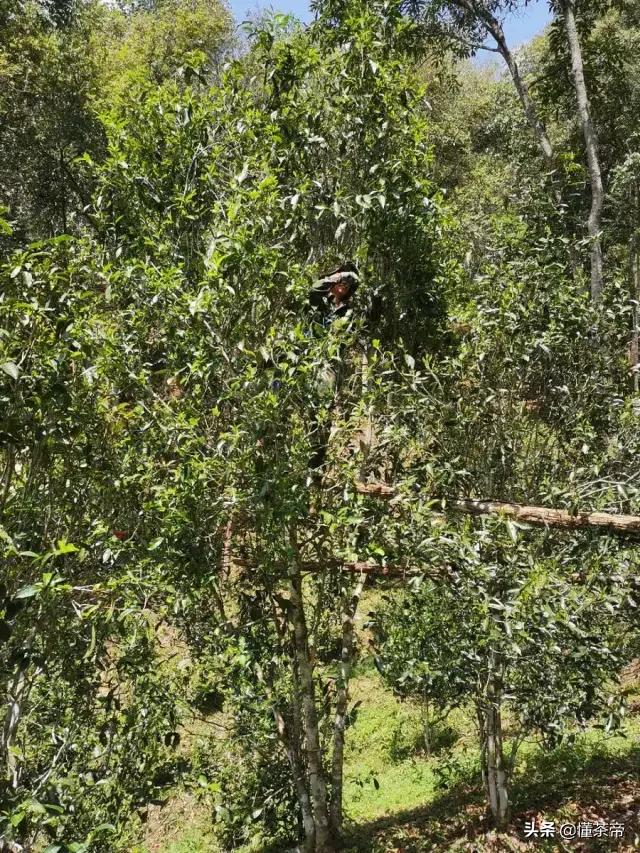 云南十大古树茶排名,云南的古树茶有哪些