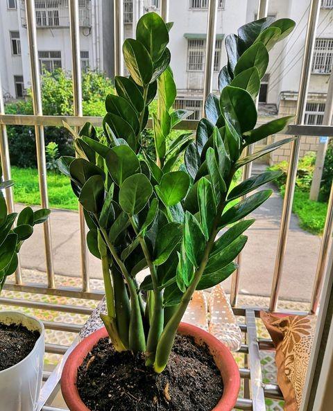 金钱树不好养,金钱树翻盆小土豆可以拔掉吗