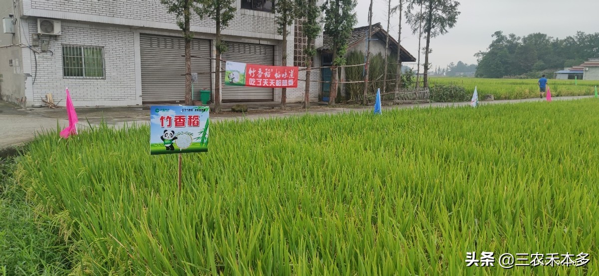 承包大户每亩赚多少钱,一千元每亩地包地先付租金能干吗