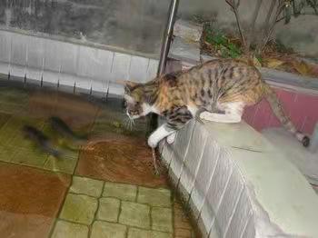 现在的猫咪不吃老鼠的吗,喵星人是不是普遍懒