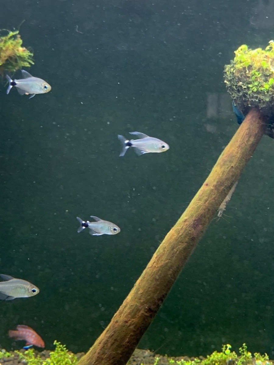 观赏鱼小型宝莲灯鱼,小型观赏鱼鱼灯推荐