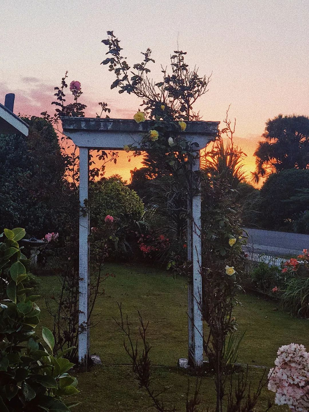 什么花最受女孩欢迎,女孩子中比较受欢迎的花