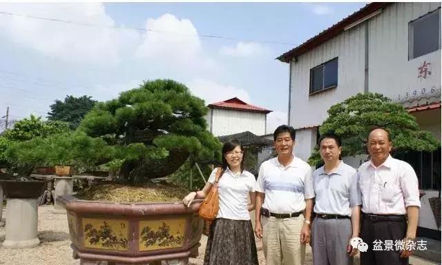 世界上最贵的盆景植物,最贵的一颗盆景