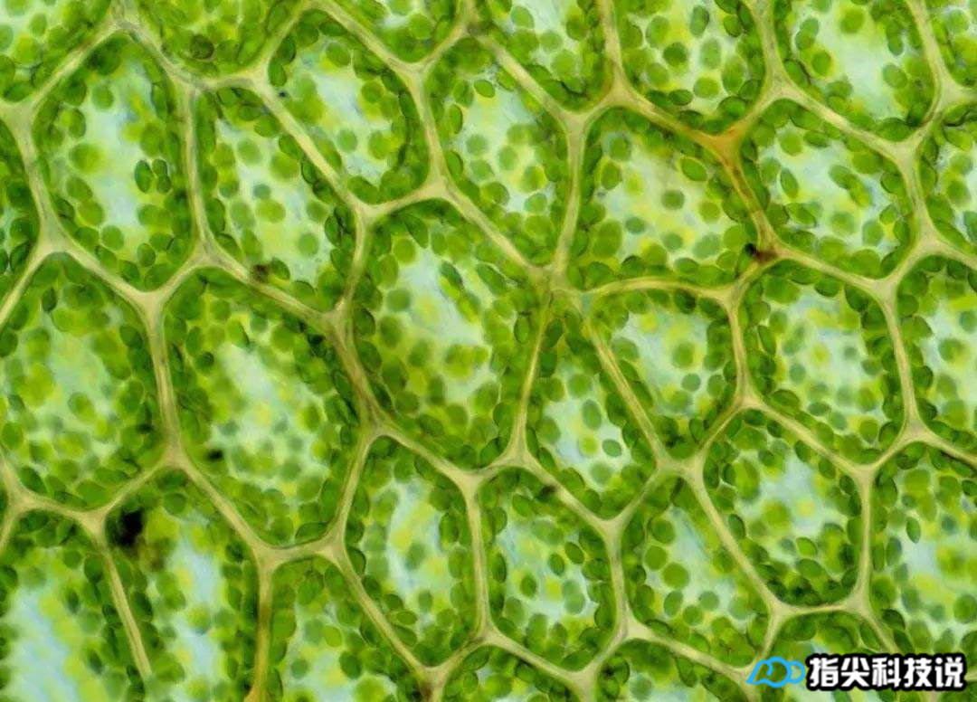 青菜煮变绿,青菜怎么煮才能变绿